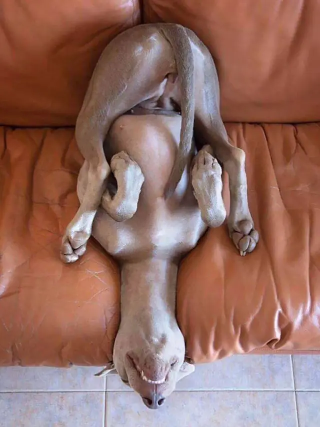 7 Potret Kocak Anjing Saat Tidur Ini Bikin Gemas