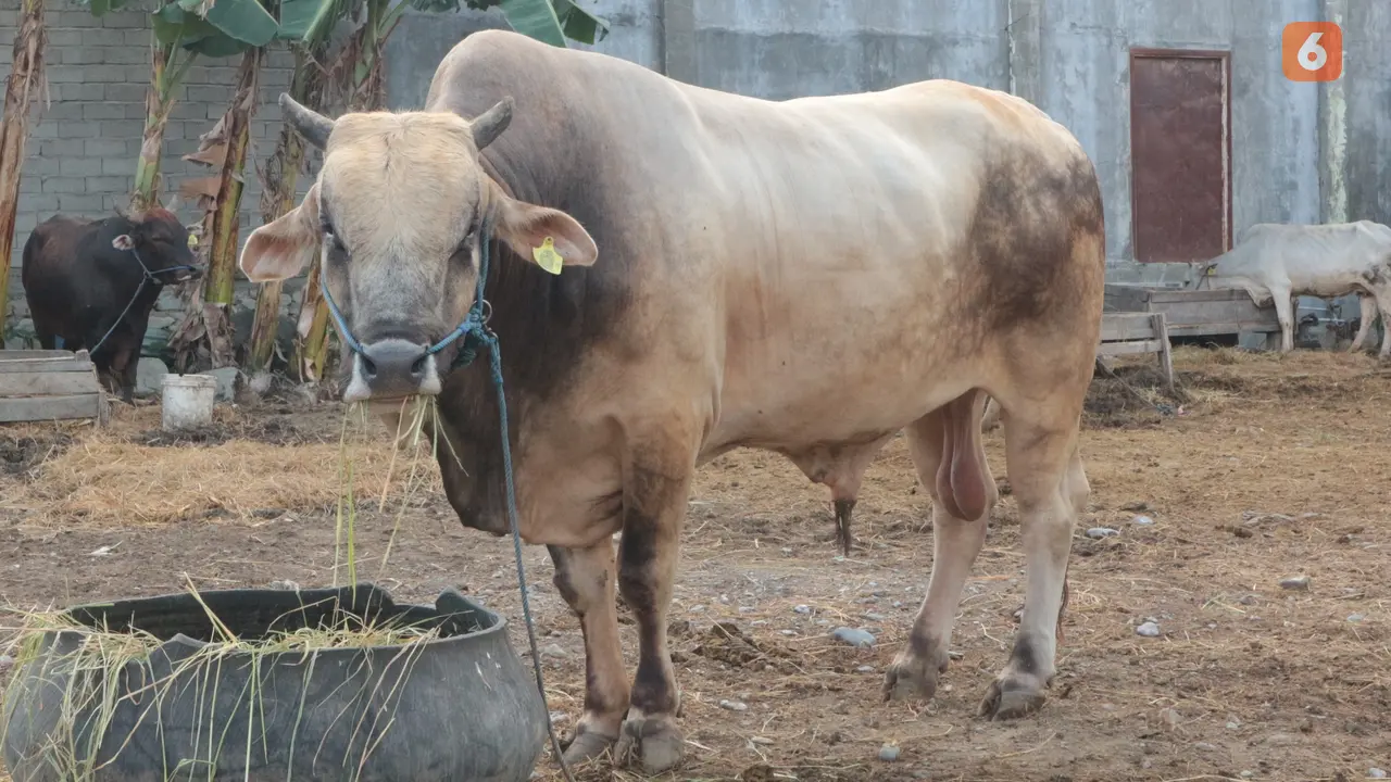 'Arjuna', Sapi kurban Jokowi untuk Kabupaten Sigi