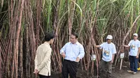 Mentan Tegaskan Komitmen Swasembada Gula di Hadapan Wapres dan Petani