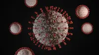 Hantavirus adalah Virus dari Tikus yang Bisa Berujung Cuci Darah, Kok Bisa?