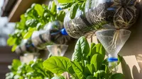 7 Cara Menanam Bayam di Botol Plastik Bekas, Cocok untuk Lahan Sempit