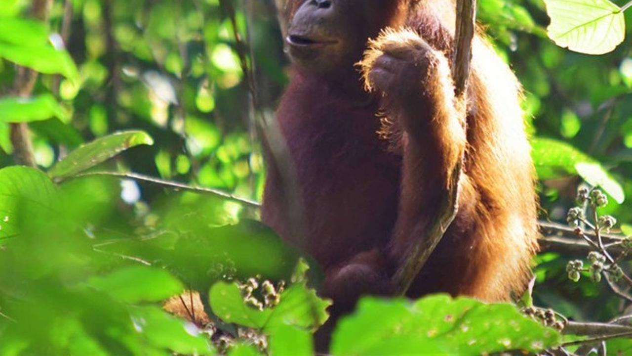 Orangutan