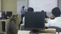 Seekor kucing rajin datang ke salah satu perguruan tinggi dan masuk kelas. Tujuannya apa?