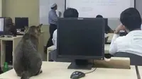 Tiap Hari, Kucing Ini Datang ke Kampus. Apa Tujuannya?