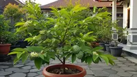 9 Pohon Buah Mini Bunga Kecil Harum, Siap Panen Sekaligus Percantik Eksterior Rumah