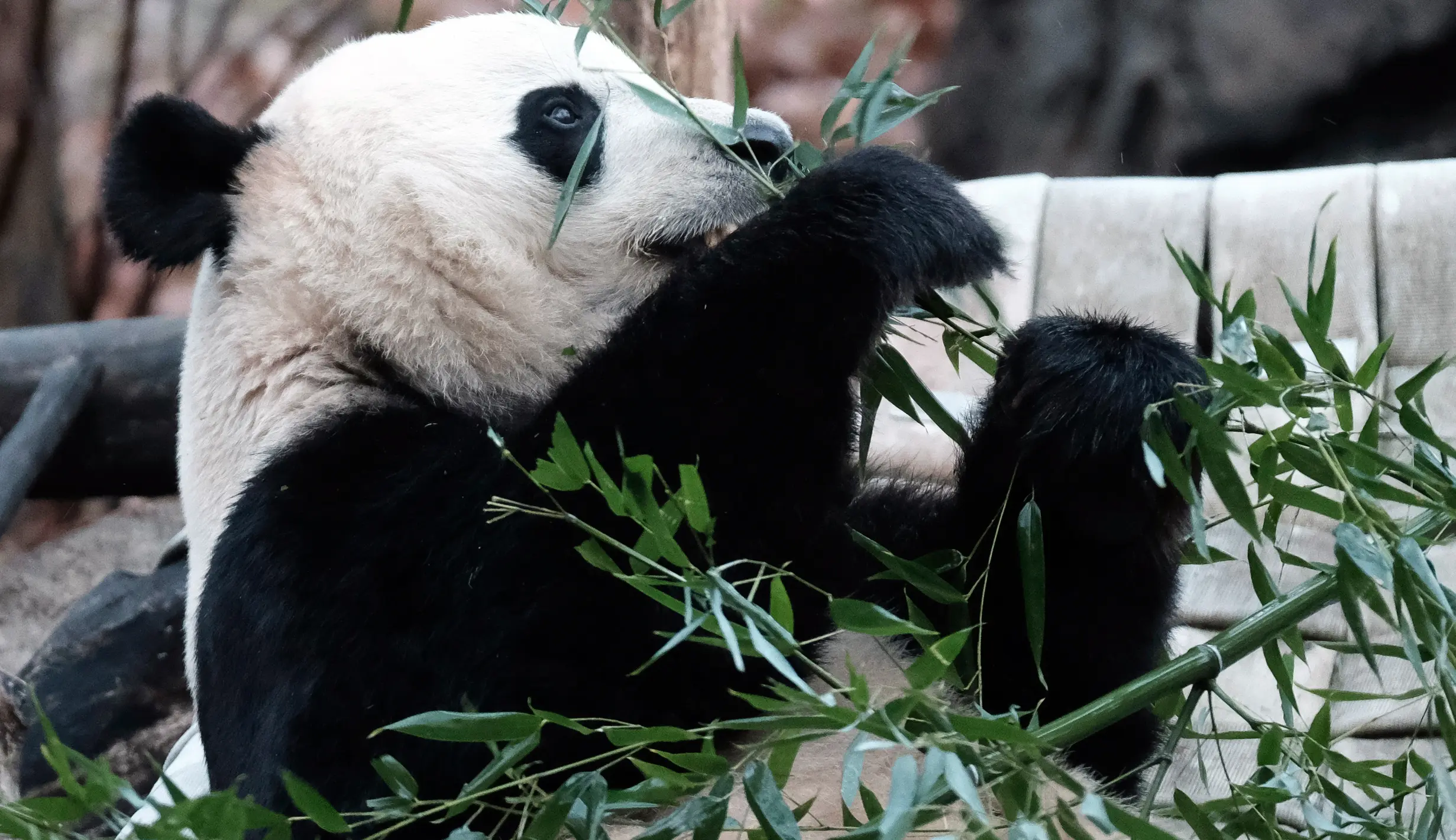FOTO: Pulang Kampung, Panda Raksasa Bei Bei Terbang Naik Jet Pribadi ...