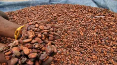 Harga Biji Kakao Melejit Imbas Cuaca Buruk hingga Penurunan Produksi