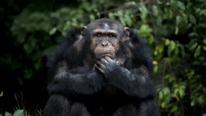 Ternyata manusia memiliki kepadatan rambut tubuh yang sama dengan simpanse (Reuters)