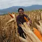 Krispian di tengah lahan jagung di Desa Kalawara, Kecamatan Gumbasa, Sigi, Sulawesi Tengah (Istimewa)