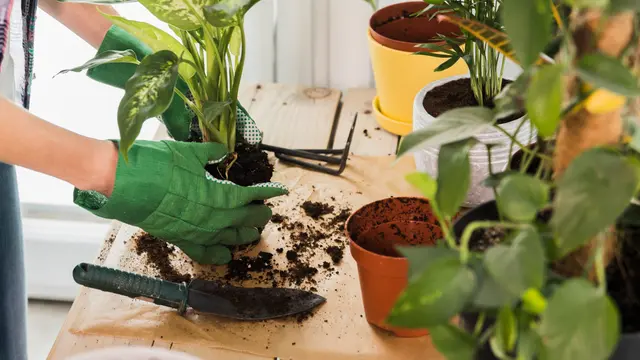 Gardening