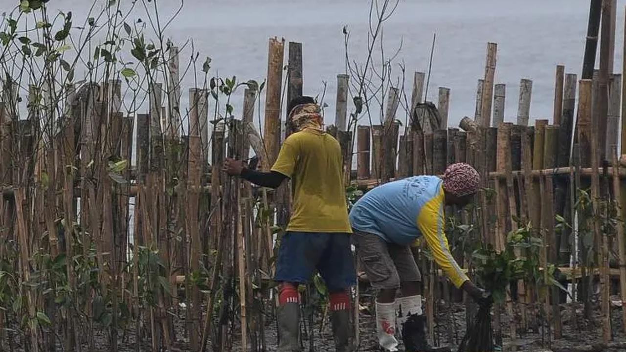 Penjaga kawasan saat melakukan penanaman Mangrove di area kawasan Eco Marine Mangrove Muara Angke Jakarta, kamis (7/12/2023).
