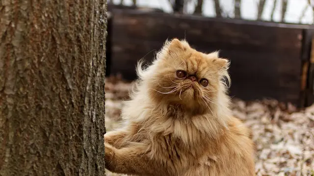 Gambar kucing Persia