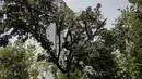 Petugas pertamanan DKI Jakarta memangkas pohon yang ribun di Jalan Sutan Syahrir, Jakarta, Kamis (15/8/2019). Pemangkasan pohon tersebut dilakukan untuk menghidari pohon tumbang yang diakibatkan oleh angin dan hujan lebat saat musim penghujan tiba. (Liputan6.com/Faizal Fanani)