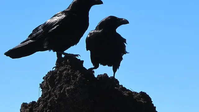 6 Arti Mimpi Melihat Burung Gagak, Tak Selalu Jadi Pertanda Buruk