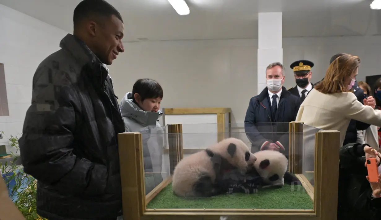 Bintang Paris Saint-Germain, Kylian Mbappe dinobatkan sebagai ayah baptis untuk dua ekor anak panda kembar yang baru lahir di kebun binatang Prancis, Kamis (18/11/2021). (AFP/Guillaume Souvant)