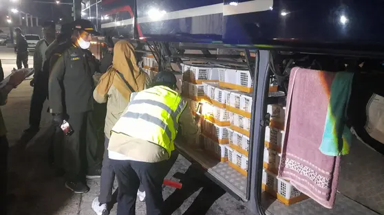 670 Burung Coba Diselundupkan ke Jakarta, Begini Modusnya