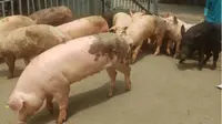 Wabah virus babi afrika (African Swine Fever) di Sumatera Utara. (Liputan6.com/ Novia Harlina)