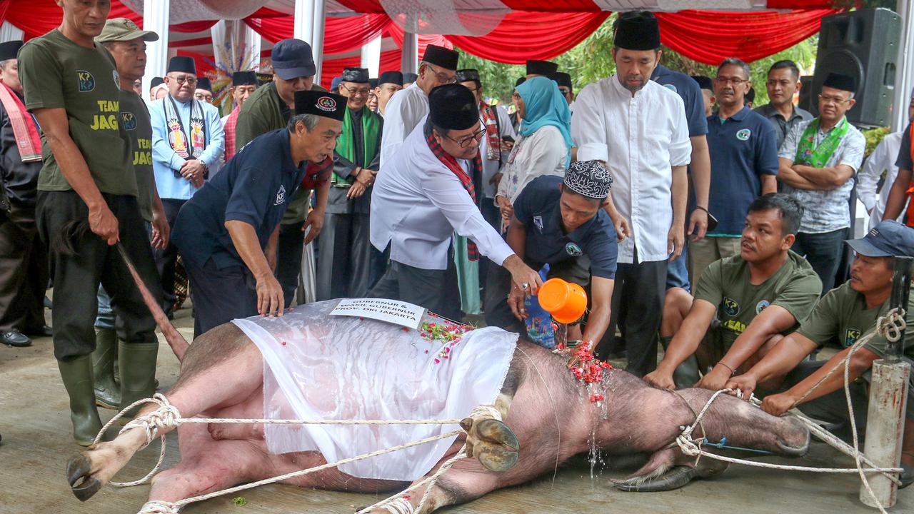 FOTO: Menghidupkan kembali Tradisi Andilan Potong Kebo di Jakarta