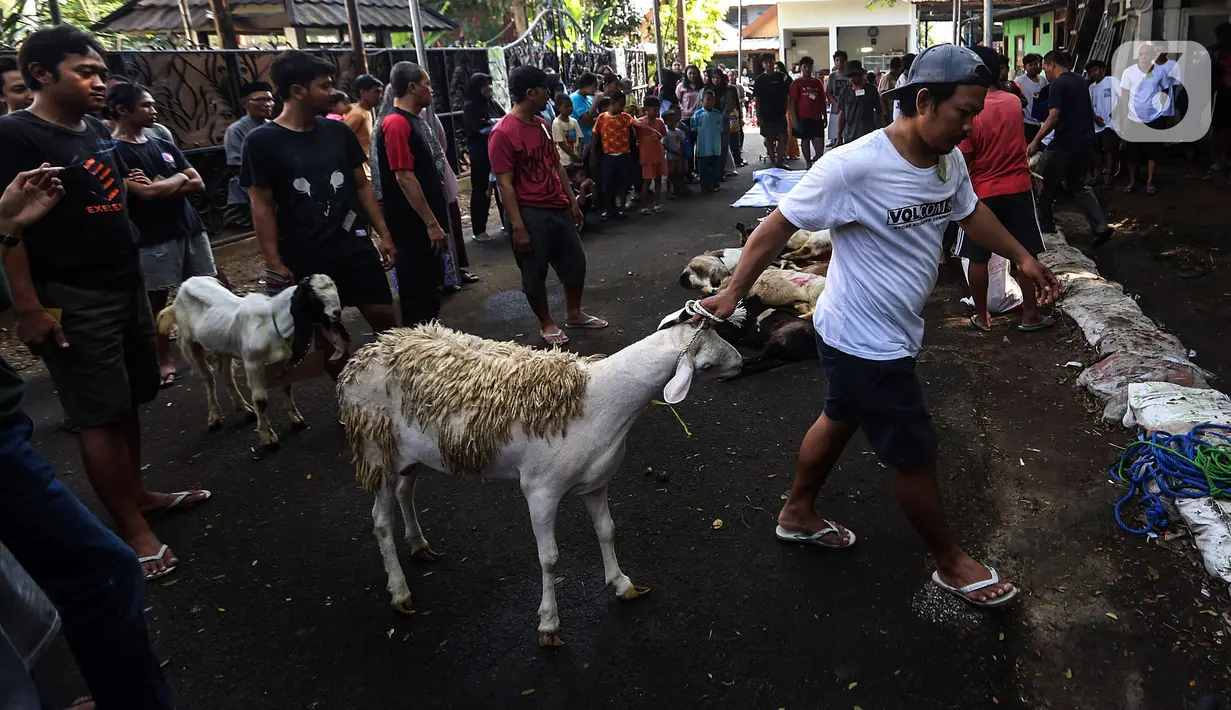 Umat muslim merayakan Hari Raya Idhul Adha yang ditandai dengan pemotongan hewan kurban sehari setelah jamaah haji wukuf di Padang Arafah. (Liputan6.com/Johan Tallo)