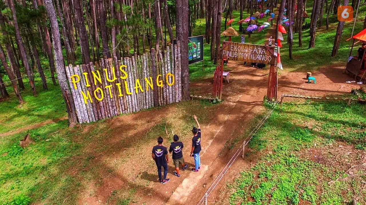 Hutan Pinus Motilango di Gorontalo bisa menjadi destinasi wisata alternatif bagi mereka yang ingin mendapatkan suasana pagi setiap saat. (Liputan6.com/ Arfandi Ibrahim)