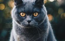 Karakteristik British Shorthair, Lengkap Beserta Ciri-ciri dan Cara Merawatnya