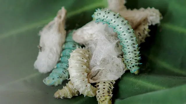 Proses pengolahan sutra eri secara tradisional didukung dengan teknologi inovatif serta material  alami dari serat TENCEL™️