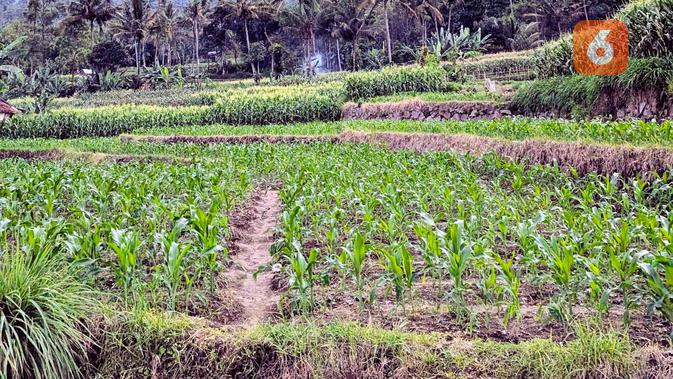 Lumbung Mataram, Inisiasi Pemprov DIY untuk Pasok Bahan Baku MBG