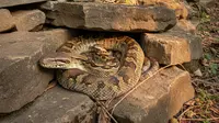 8 Jenis Ular yang Berkembang Biak di Area Berbatu, Pelajari Cara Pencegahannya