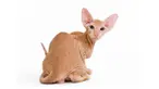 Bagi penghobi kucing, 6 jenis kucing ini dapat dimasukkan dalam daftar koleksi 