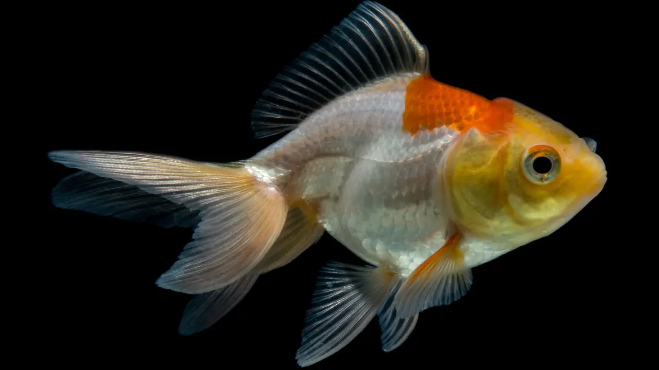 ikan mas