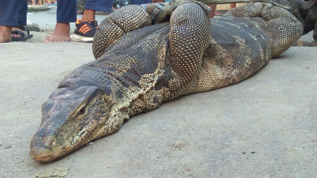 Biawak Pemakan Ternak Ditangkap Warga Cirebon