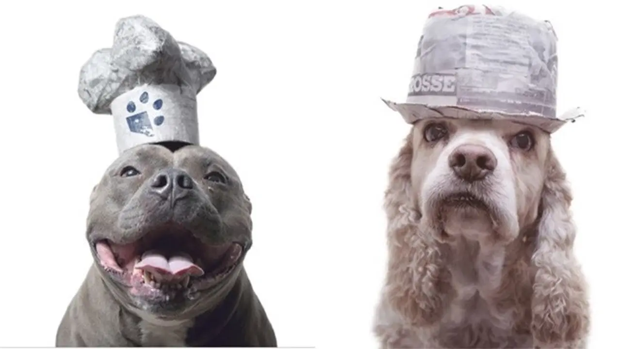 Pria Ini Daur Ulang Kertas Jadi Topi untuk Anjing, Hasilnya Keren Banget