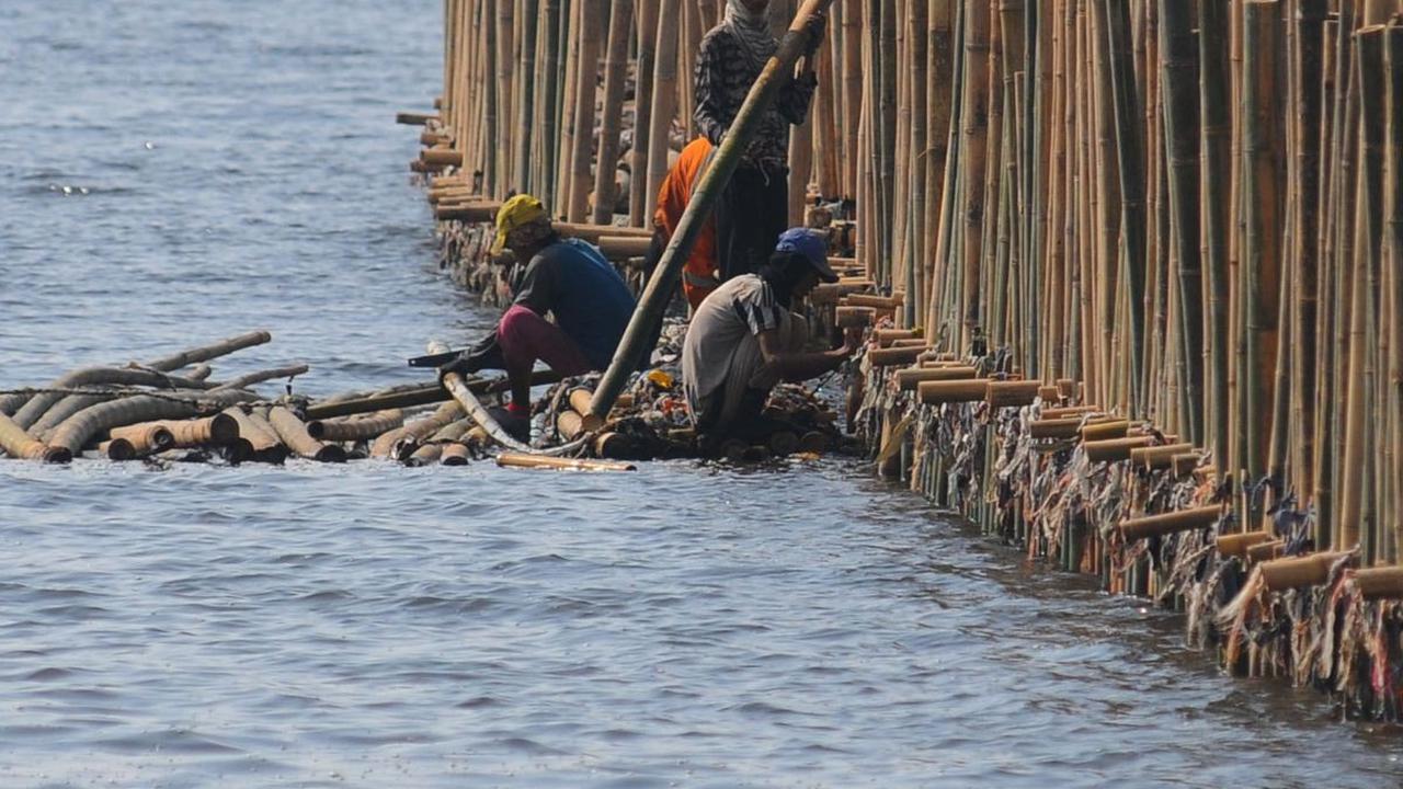 FOTO: Penampakan Tanggul Bambu Jadi Penangkal Abrasi di Pesisir Bekasi