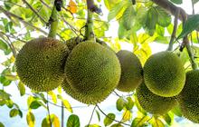 Manfaat Kesehatan Tersembunyi Di Balik Buah Sukun yang Jarang Diketahui