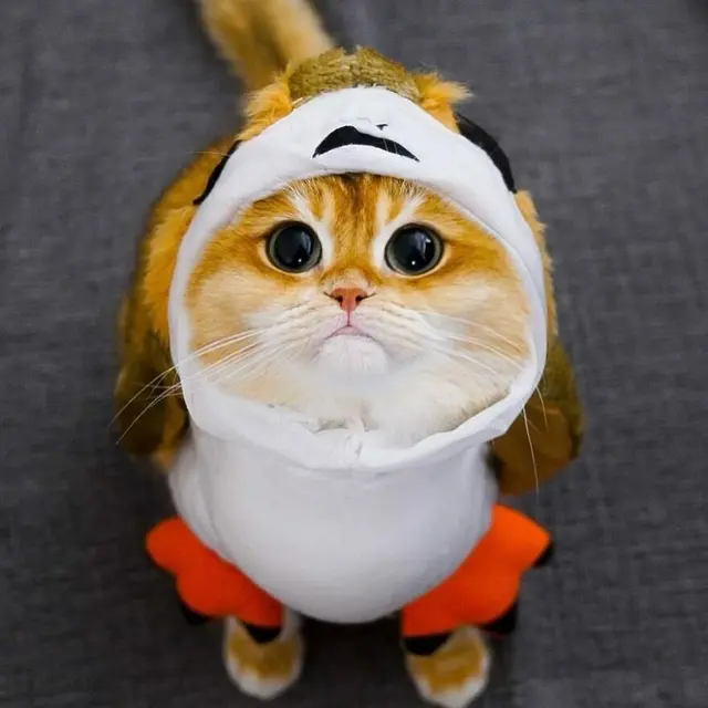 7 Potret Menggemaskan Pisco, Kucing yang Mirip Puss in Boots