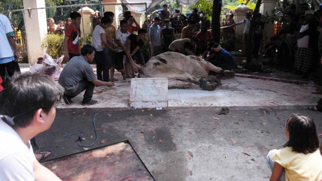 Melihat penyembelihan hewan kurban di Masjid Sunda Kelapa