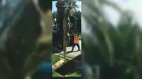 'Misteri' Bangkai Buaya di Saluran Pembuangan Florida