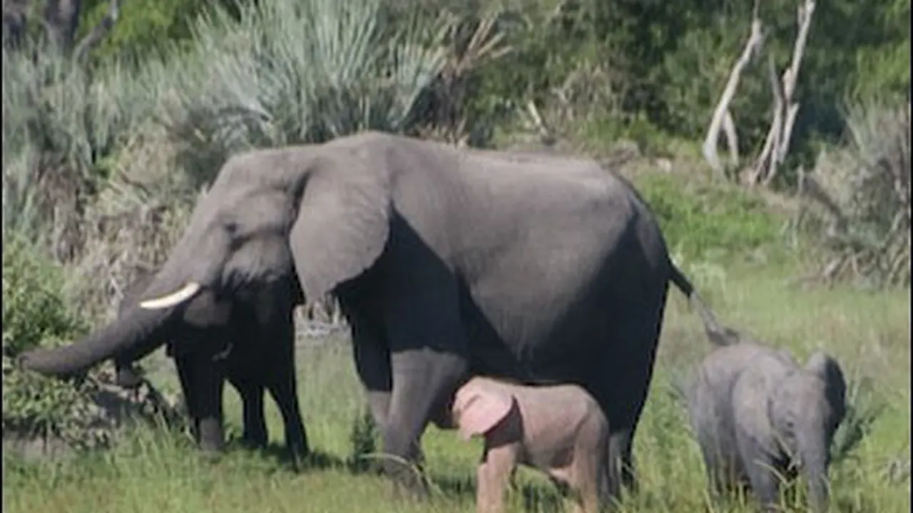 Gajah Ini Berwarna Merah Muda