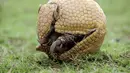 Armadillo adalah mamalia plasental kecil, diketahui karena memiliki perisai pada tubuhnya.  Bila terancam Ia membentuk dirinya menjadi bulat(fifa.com).