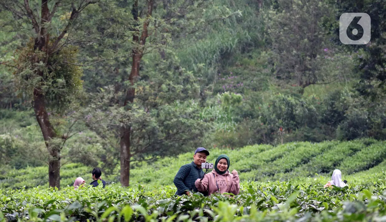 Muda mudi berfoto di Perkebunan Kebun Teh kawasan Puncak, Kabupaten Bogor, Jawa Barat, Minggu (31/5/2020). Meski Pemkab Bogor memperpanjang masa Pembatasan Sosial Berskala Besar (PSBB) hingga 4 Juni namun wisatawan tetap memadati kawasan wisata kebun teh. (Liputan6.com/Helmi Fithriansyah)