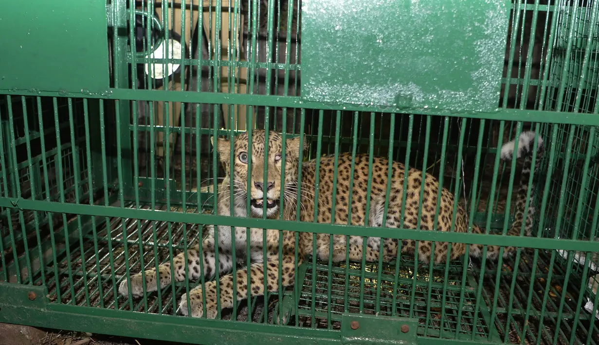 Macan tutul liar terlihat di dalam kandang setelah ditangkap di pinggiran Siliguri di timur laut India (9/5). Macan tutul ditangkap pejabat departemen kehutanan setelah beberapa hari berkeliaran di daerah tersebut. (AFP Photo/Diptendu Dutta)