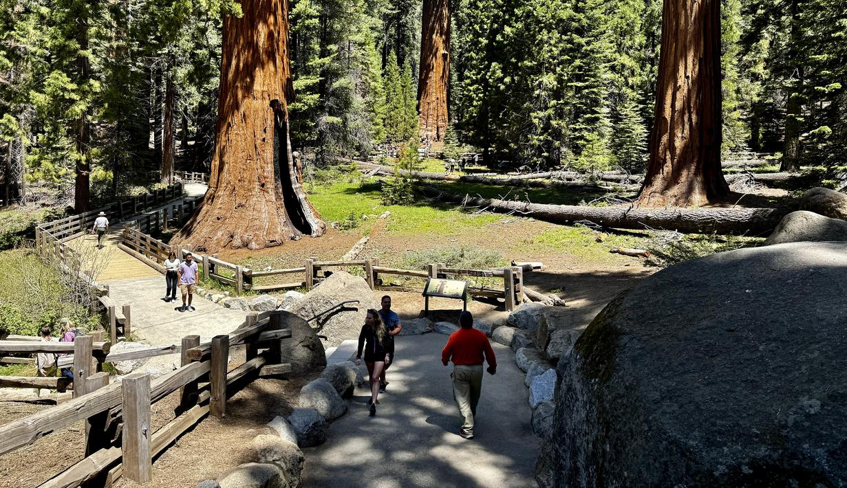 Pohon sequoia raksasa, makhluk hidup terbesar di bumi, telah bertahan selama ribuan tahun di pegunungan Sierra Nevada bagian barat California, satu-satunya tempat di mana spesies ini berasal. (AP Photo/Terry Chea)