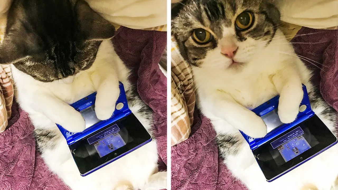 5 Tingkah Kocak Kucing Ini Seolah-Olah Miliki Kecerdasan Tinggi