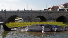 Sejumlah orang berpakaian ilmuwan memeriksa patung paus sperma berbahan fiberglass di sungai Manzanares, Madrid, 14 September 2018. Paus berukuran 15 meter tersebut merupakan instalasi seni karya Kapten Boomer. (AP Photo/Paul White)