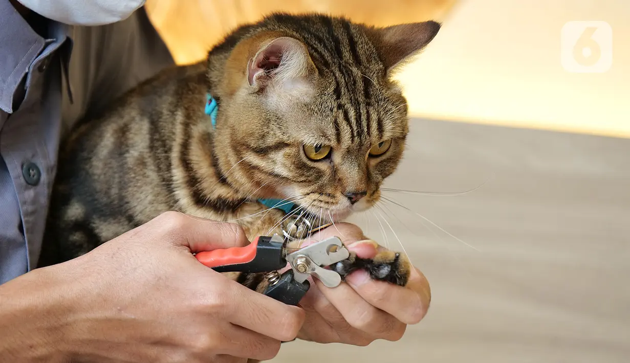 Pekerja memotong kuku kucing di kopi Cat Cafe Kemang , Jakarta, Sabtu (30/5/2020). Kafe kucing itu akan menerapkan protokol kesehatan terkait kebijakan new normal, salah satunya mengurangi jumlah pengunjung dan wajib memakai masker yang dimulai pada 5 Juni esok (Liputan6.com/Herman Zakharia)