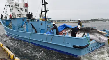 Paus Minke dibawa sebuah kapal di pelabuhan Kushiro, Prefektur Hokkaido, Jepang (1/7/2019). Jepang memulai kembali perburuan paus komersil pertama kalinya dalam 33 tahun, setelah menarik diri dari Komisi Penangkapan Paus Internasional (IWC). (AFP Photo/Kazuhiro Nogi)