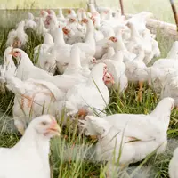 Ilustrasi Ayam/https://unsplash.com/Zoe Schaeffer