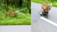 Dua petugas hutan di India lolos dari serangan Harimau saat berkendara dengan sepeda motor