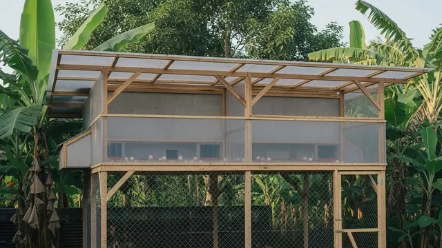 desain kandang ayam yang bikin ayam cepat bertelur
