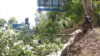 Pohon tumbang di dekat simpang Bandara Hang Nadim ke arah Bundaran Kabil.